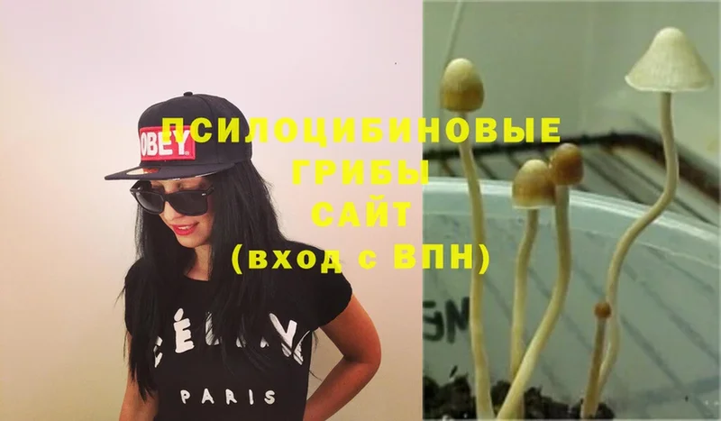 Галлюциногенные грибы Psilocybe  Кострома 